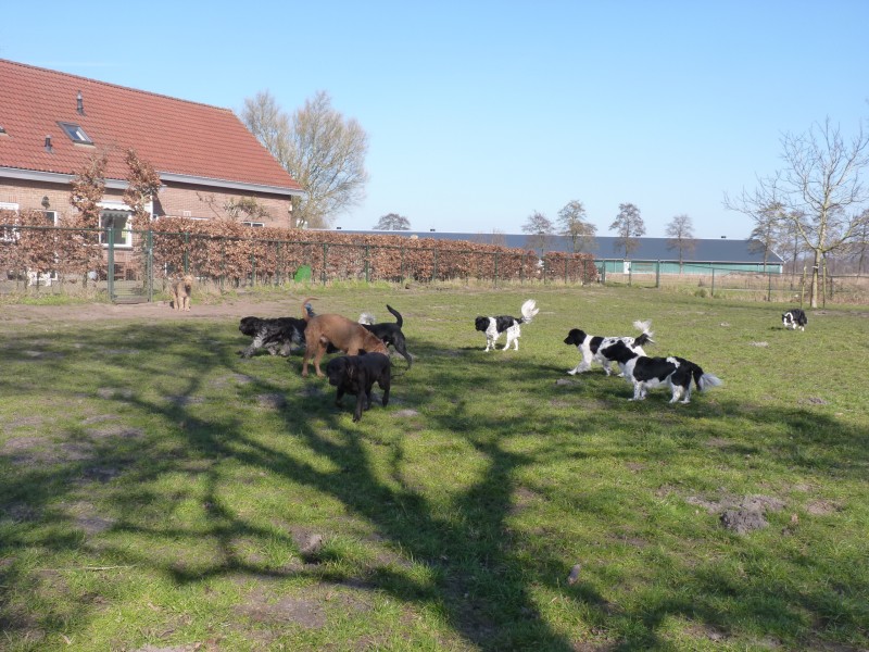 Download Lentekriebels | Dierenlogeerboerderij Syltjer Wâld