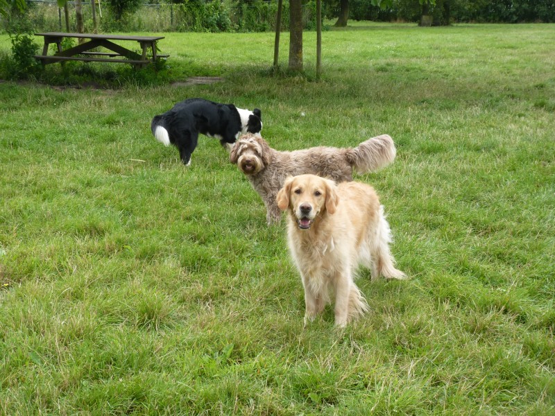 Download Vakantievierende roedel | Dierenlogeerboerderij Syltjer Wâld