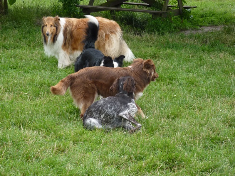 Download Vakantievierende roedel | Dierenlogeerboerderij Syltjer Wâld
