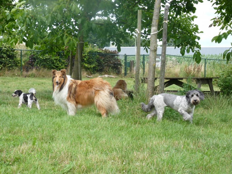 Download Vakantievierende roedel | Dierenlogeerboerderij Syltjer Wâld