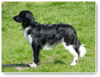 Buddy gaat er even voor staan.