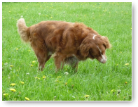 Sinds Deejay op dieet is eet hij ook gras :)