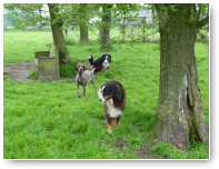 Bernerdames Amanta en Daisy en Duitse Staander Nala.