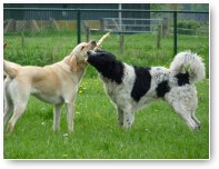 Luna en Jussi spelen samen dwarsfluit...of zoiets.