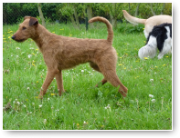 Ira de Ierse Terrier is een schatje. Hij kan met iedereen overweg.