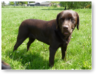 Lieve Lika.