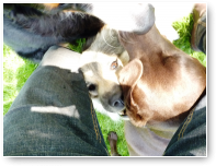 Aesir, Lika en kennismaker Lucy spelen leuk samen, op een wat onhandige plek.