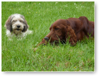 Luc en Pepper zijn vriendjes geworden.