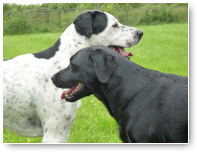 Kees meets Sammie.