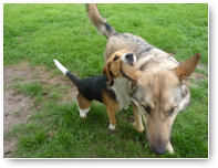 Maar vlak Beagle Jip niet uit hè... die is echt voor niemand bang!