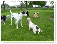 Pepper wil wel met Kees spelen.