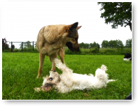 Pepper wil ook best met Ayla spelen.