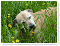 Shanti struint door het hoge gras.