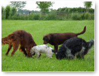 Luc, Pepper, Hummer, Lois.
