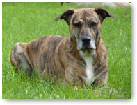 Dit is Donya, een heerlijk relaxte gast.