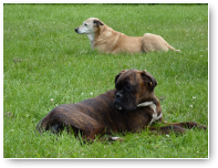 Boxerpup Mocca gaat even liggen, vlakbij 'oma' Shanti.