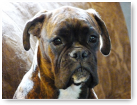 Mocca!