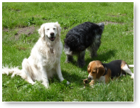 Noa, Lois, Jip.