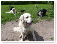 En de laatste: Blom, Gwenneth, Jip, Noa, Lois en op de achtergrond Balou weer.