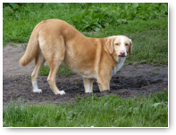 Lekker aan het graven, Dolce?