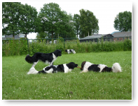 Fenna en Djoek zijn aan het spelen, Buddy wil ook wel meedoen.