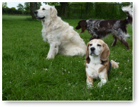 Max, Gwenneth en Bo wandelt net langs.