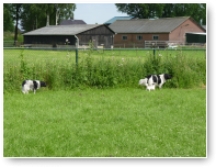 Joppe en Rinske Stabij, kleine Kelly is graag in de buurt van Stabij's.