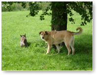 Balou voelt zich al helemaal thuis.
