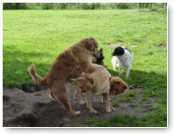 Het stoeitrio met Fledder, Balou en Guusje.
