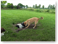 Balou wil daar eigenlijk ook wel even een kijkje nemen.
