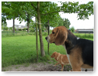 Jip natuurlijk!