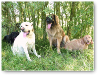 Pierre, Kufo, Ziva en Phoebe.