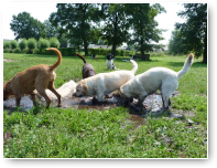 .. de Labradors keren terug!