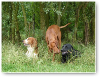 Whisper, Gabor en Kasper in het hoge gras.