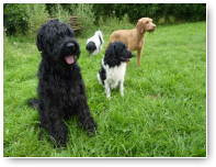Floor, Jippe, Kayo en Frodo.