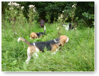 In het hoge gras, met Beagles Jip en Sem voorop.
