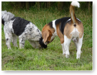 Jack en Sem snuffelen samen.
