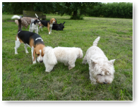 Sem, Dana en Senna, met daarachter Acajou, Jack, Jip en rollende Roover.