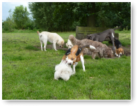 De andere honden merken het inmiddels niet eens meer.