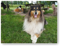 Eindelijk de twee Collies samen op de foto.