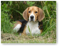 Wat is Jip toch een fotogeniek hondje.