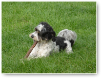 Kleine Jack, grote stok.