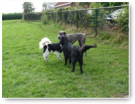 Skip, Saar en Roover in een onderonsje.