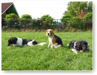 Roedeldeugniet Sem geflankeerd door Skip en Smokey.