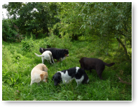 Grasduinende honden.