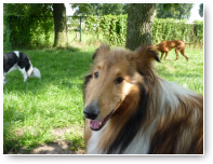 Collin is een hele rustige, stabiele hond die graag even langskomt voor een knuffel.