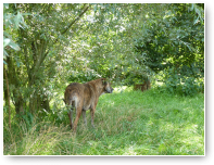 Donya gaat even achterin de wildernis kijken...altijd een fijn plekje.