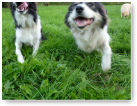 Eerste en mislukte poging om de honden die samen logeren ook samen op de foto te krijgen.