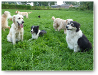 Maar hier is het toch gelukt, het gaat om de Border Collies Spec en Primo.