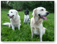 De Golden Retrievers Olivier en Liz, met op de achtergrond Vita.